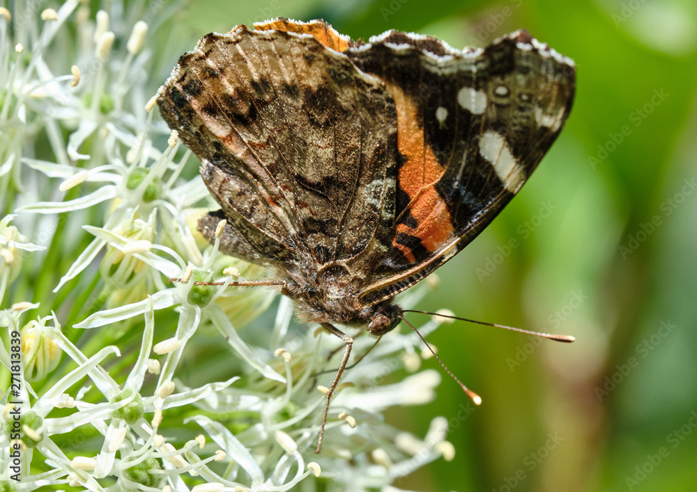 Fototapeta premium Butterfly macro