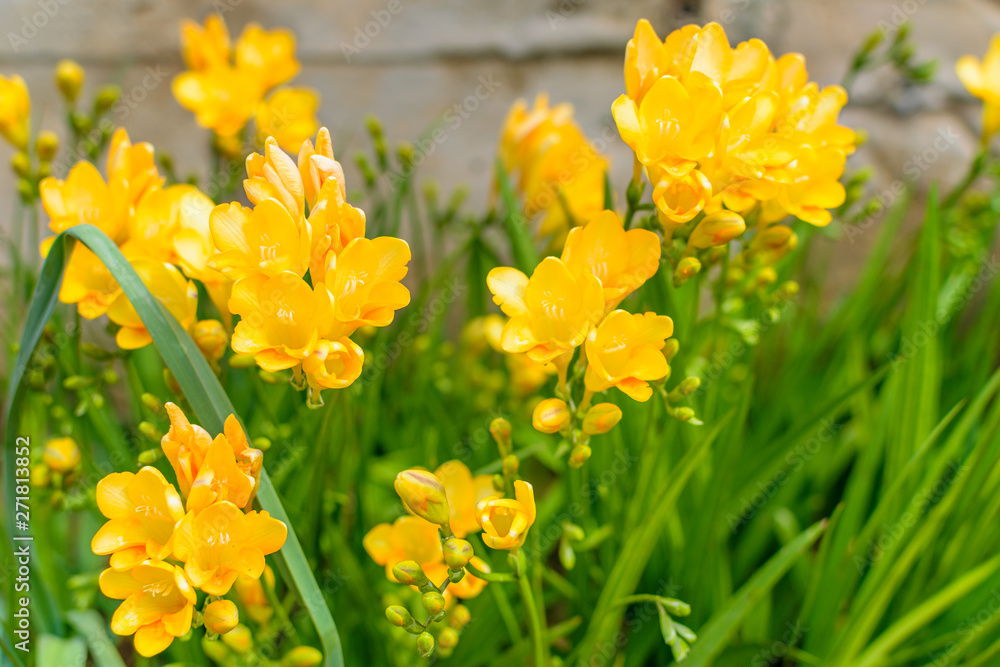 Freesia Golden yellow flowers
