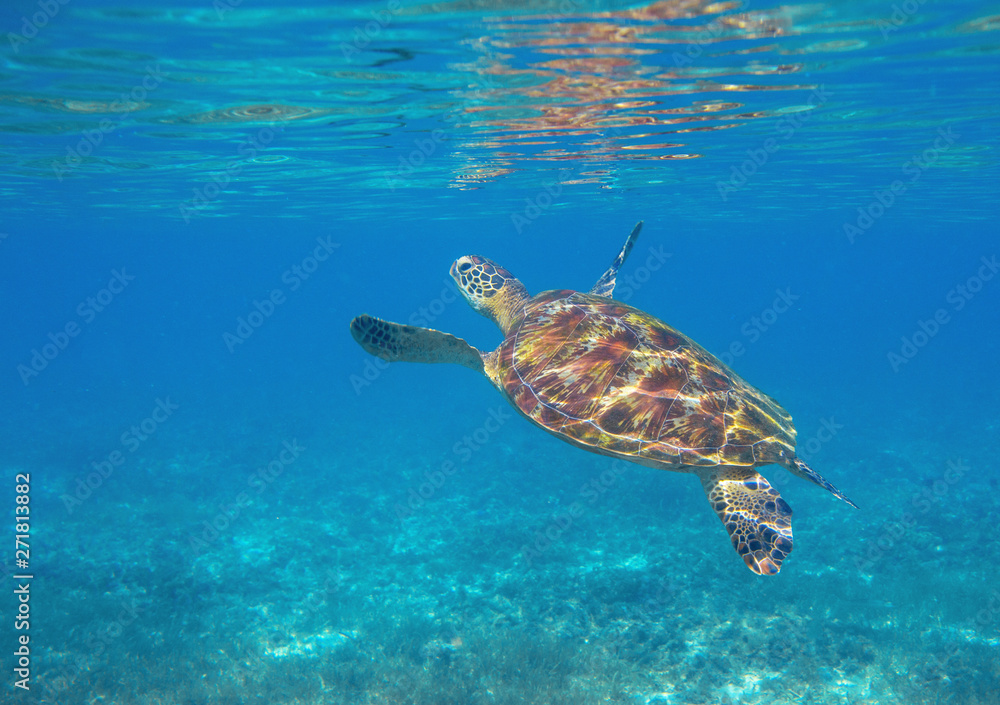 Fototapeta premium Sea turtle dives up to breath. Tropical lagoon green turtle underwater photo. Wild marine animal in natural environment