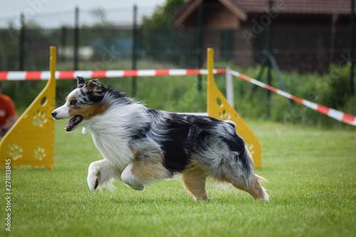 Dog bluemerle australian shepherd is running on agility competition. Amazing day on czech agility competition. They are middle expert it means A2. photo