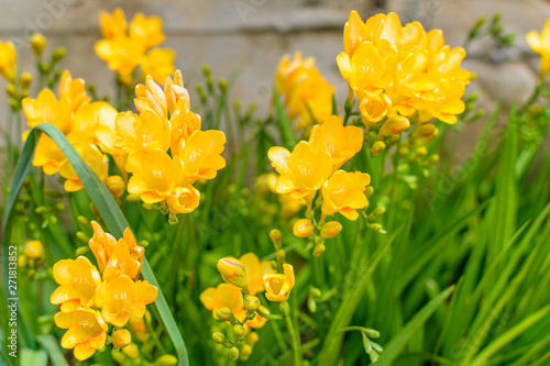 Obraz na płótnie Freesia Golden yellow flowers w salonie
