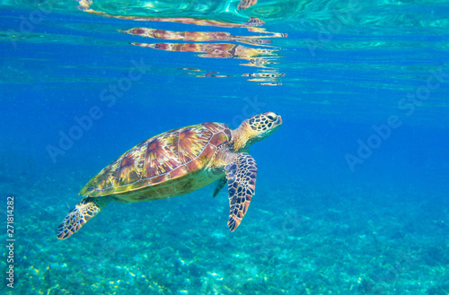 Sea turtle in sunlight. Tropical lagoon Green turtle underwater photo. Wild marine animal in natural environment.
