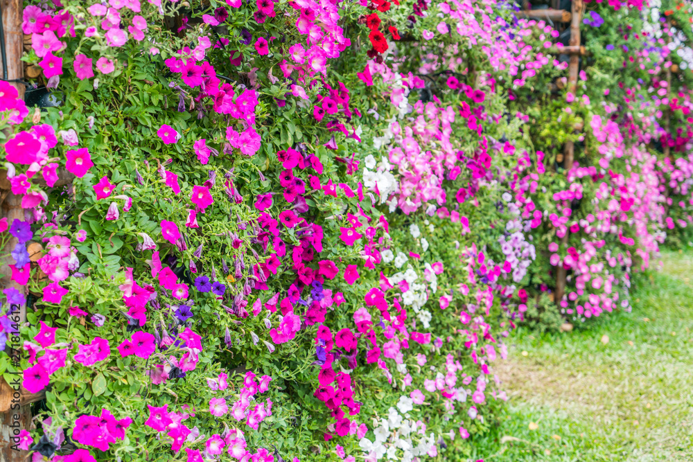 Obraz premium Beautiful flowers background