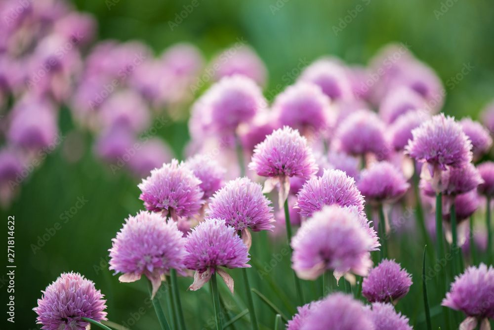 blurry background up close flower blurry background up close flower