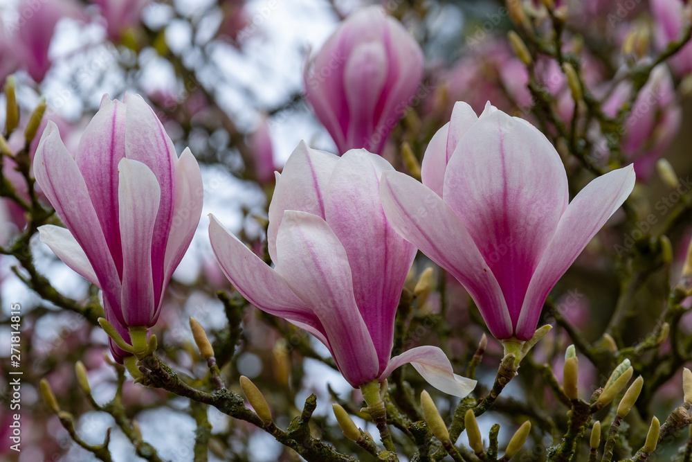 Fototapeta premium Rododendronblüten