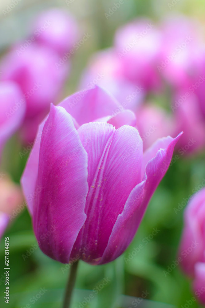 Tulip pink violet in house garden - spring bloom - shallow depth of field, close up