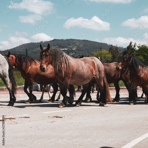 Herd of horses