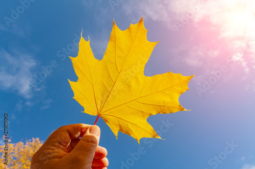 The hand holds a wedge leaf against the sky.