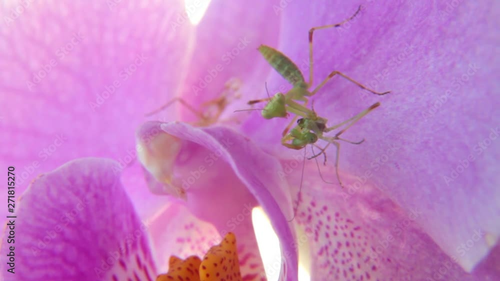 Nymph of mantis cannibal on pink orchid flower. cannibalism is normal ...