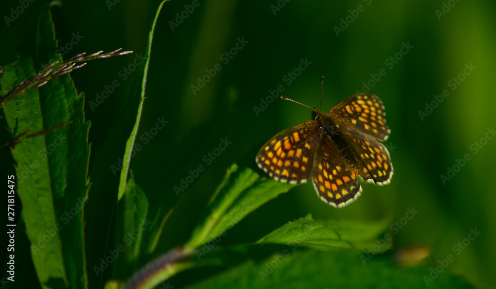 Obraz premium motyl