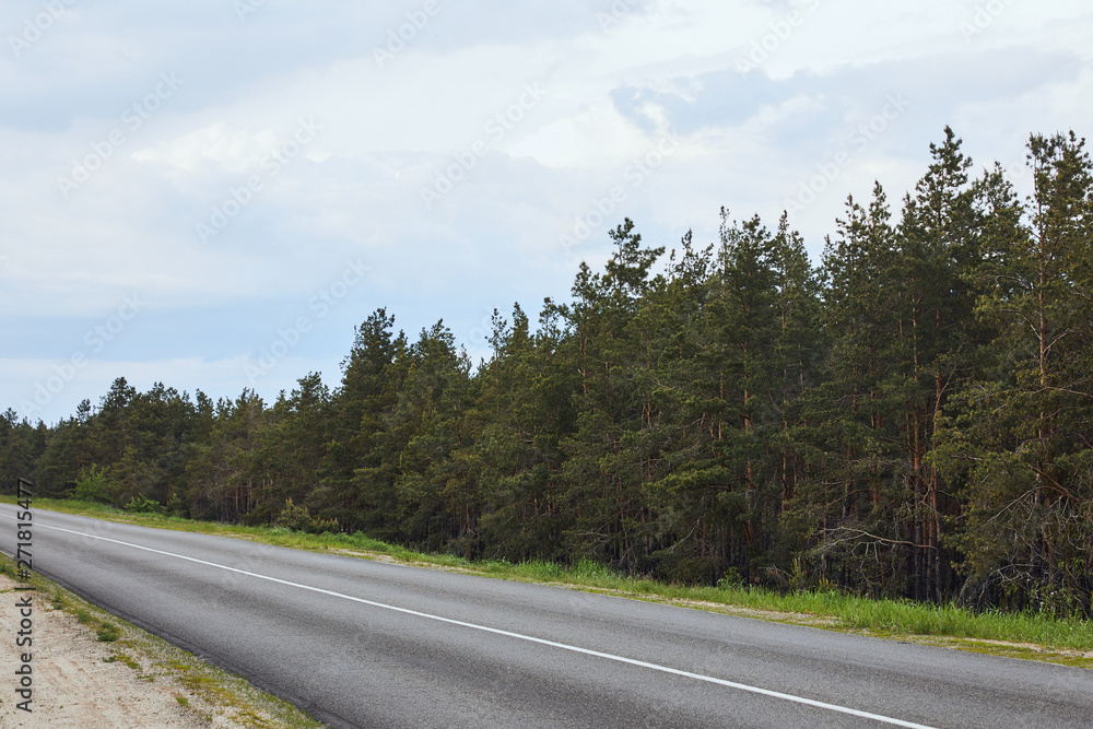 pine forest near highway on white sky background
