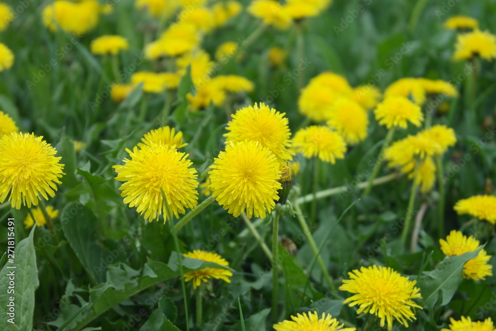 yellow april dandelions in green grass in a field yellow april dandelions in green grass in a field