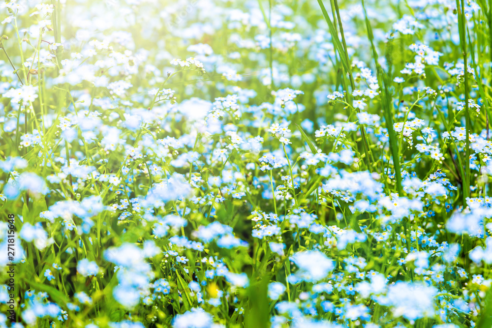 Forget-me-not (Myosotis scorpioides). Tender flowers blossoming in spring time. Natural floral background. Forget-me-not (Myosotis scorpioides). Tender flowers blossoming in spring time. Natural floral background.