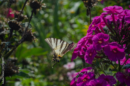 White butterfly with stripes sitting on the purple Phlox flowers. The scarce swallowtail, Iphiclides podalirius is a butterfly, family Papilionidae. Also called the sail swallowtail or pear-tree photo