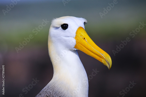 Fotografie Portrait of Waved albatross on Espanola Island, Galapagos National park, Ecuador