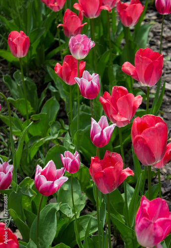 tulips in the garden