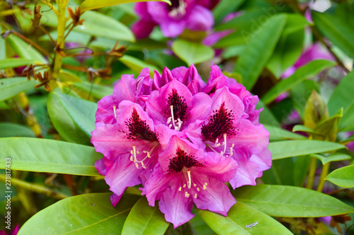 Rhododendron in verschiedenen Farben und unterschiedlichen Sorten photo