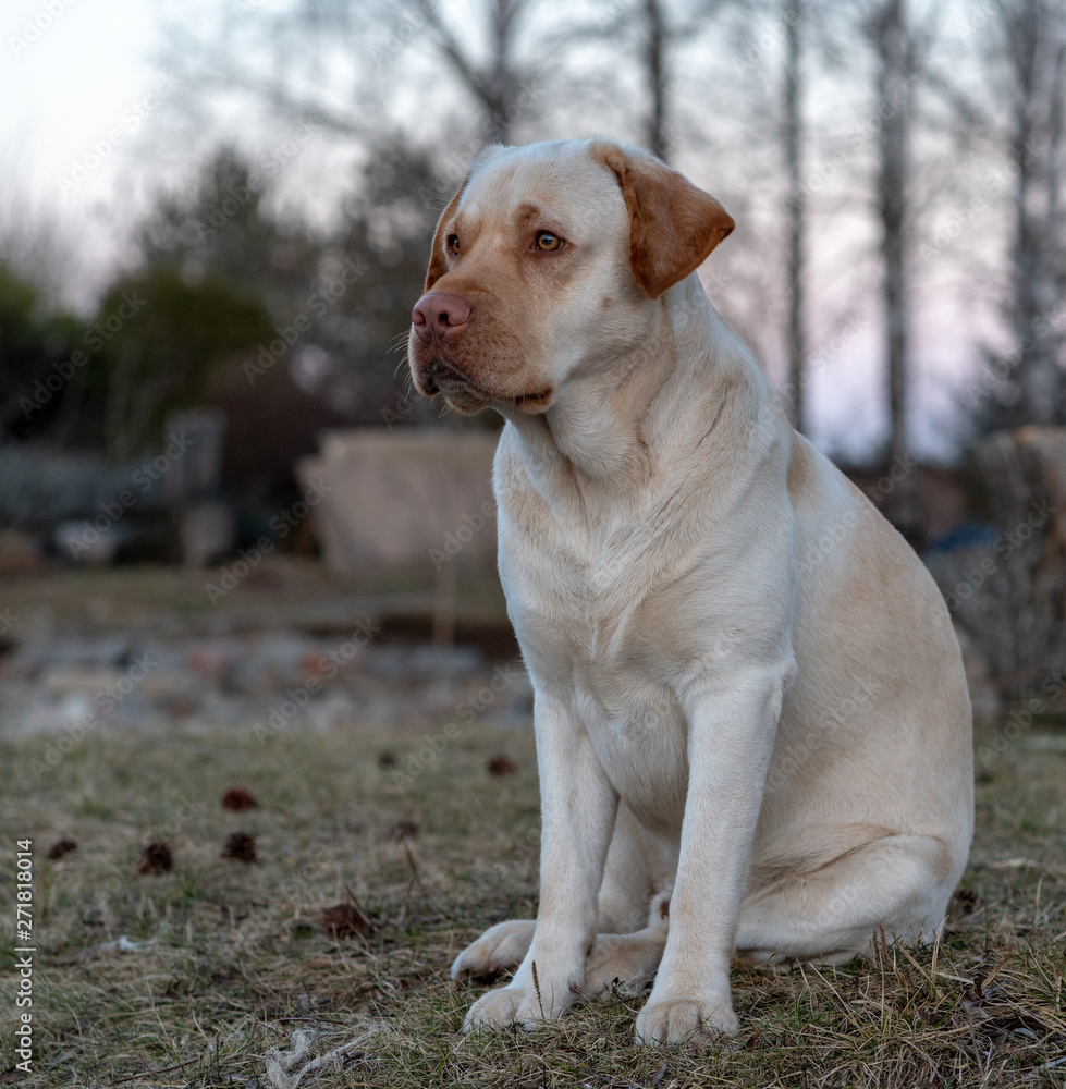 one yellow labrador retriever dog sitting and watching the surroundings carefully; blurred background