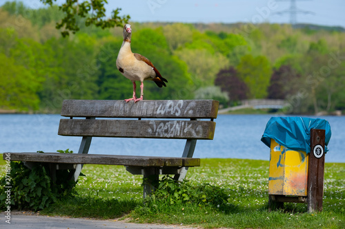 Nilgans steht auf einer Sitzbanklehne photo