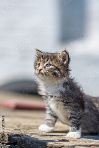 Little wild gray kitten outdoors.