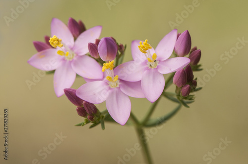 In spring the fields are covered with colorful flowers, red, blue, pink, purple, etc.