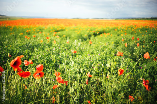 Very beautiful large poppy field on a sunny day. Blurred background. Selective focus. Nature. Place for text
