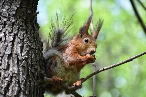 A squirrel eating a nut © Vera