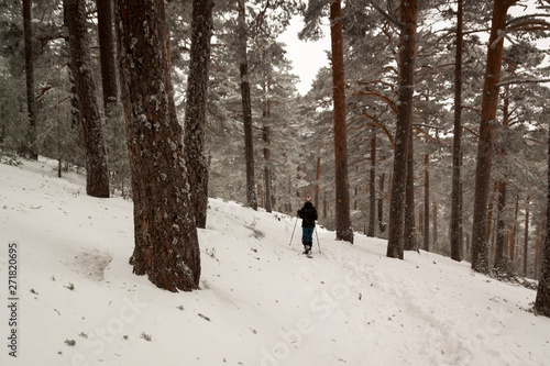 Woman walking with technical snowshoes in the pine forest by the mountains. In Sierra de Guadarrama National Park, Madrid, Segovia. Spain