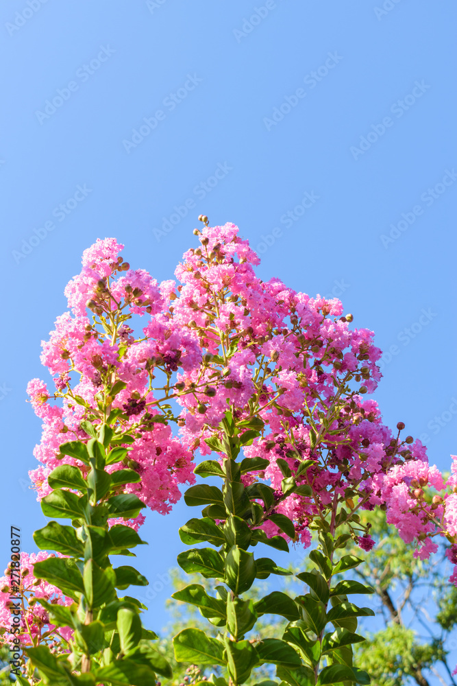 Lagerstroemia indica (Crape Myrtle) pink on blue background