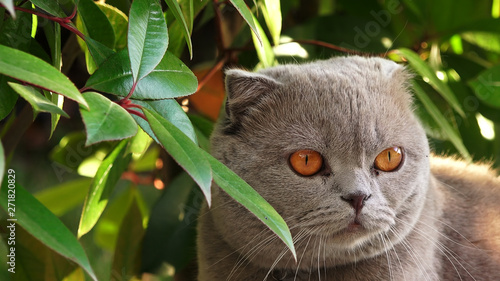 Portrait of a funny Persian cat with orange eyes