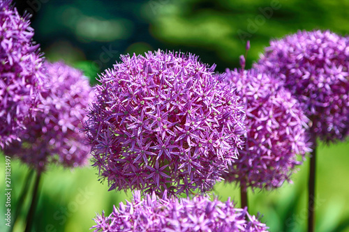 Beautiful, colorful flowers and plants in the Botanical Garden in Wroclaw, Poland. photo