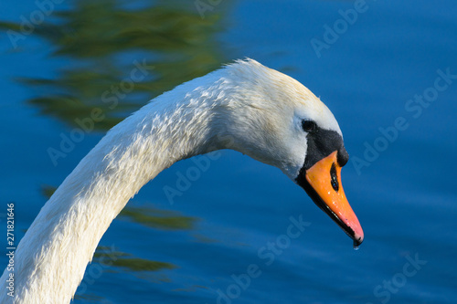 Beautiful white swan close up portrait, blue water background, Beletsi lake photo