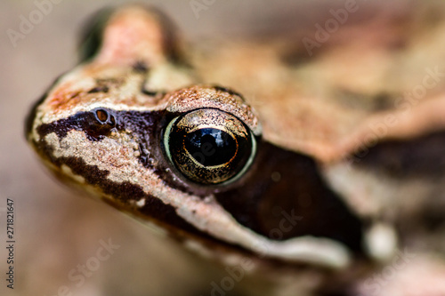frog © Alvaro