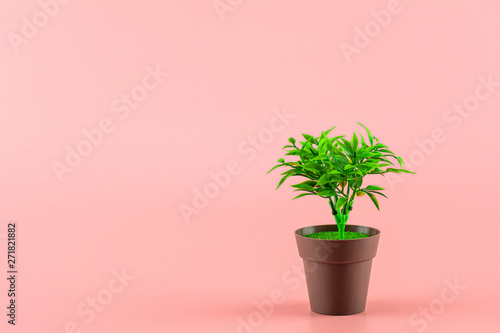 small potted plants in pink room.