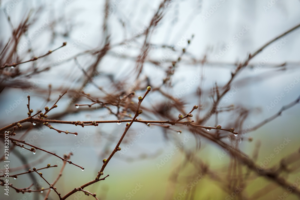 Transparent drops of water on the branches of trees during the spring rain on the background of greenery and forest bushes. Transparent drops of water on the branches of trees during the spring rain on the background of greenery and forest bushes.