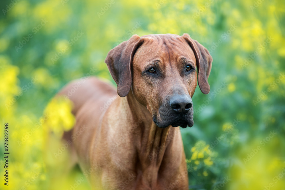 Portrait of a dog among yellow flowers. Rhodesian ridgeback