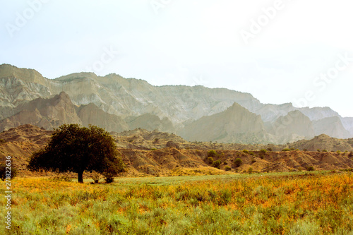 lonely tree in the savannah. The mountains. Yellow grass. Landscape