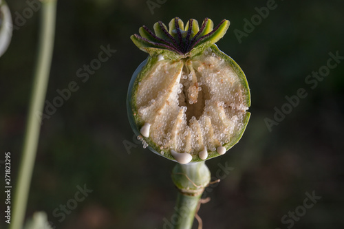 opium poppy photo