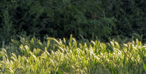      timothy grass backlight in the backlight                      