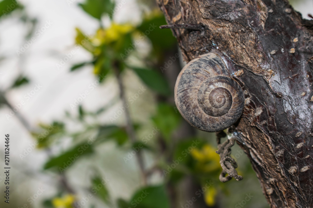Large snail crayfish on a wooden background in spring crawling for design	