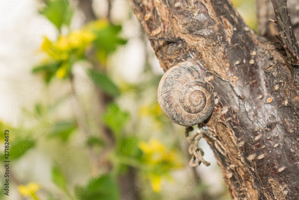Large snail crayfish on a wooden background in spring crawling for design Large snail crayfish on a wooden background in spring crawling for design