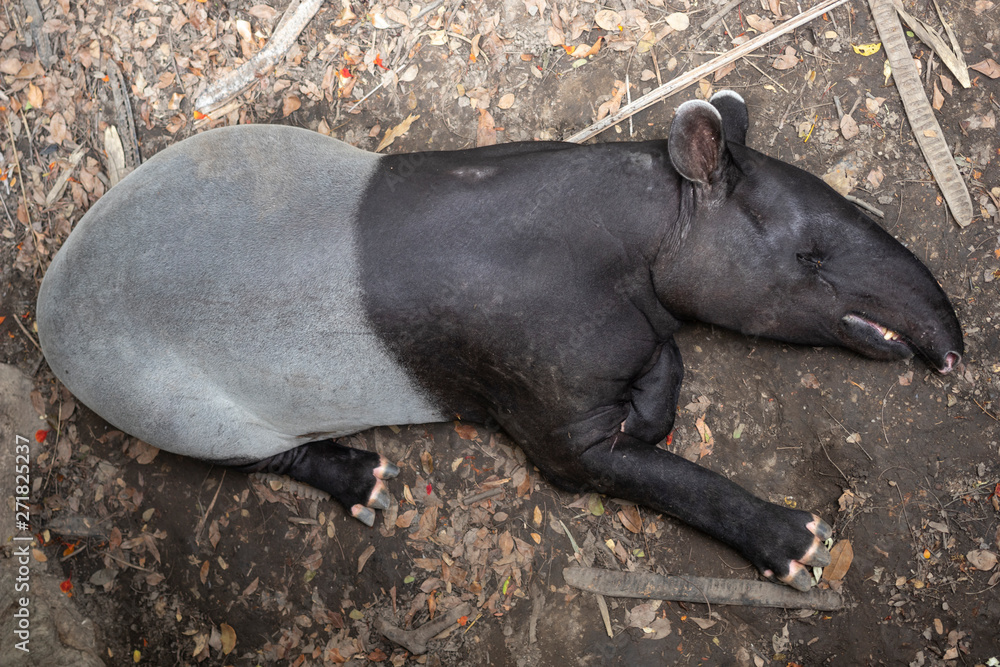 Top view asian malayan tapir sleeping on the ground. Top view asian malayan tapir sleeping on the ground.