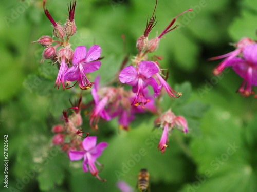 Pinke Blumen mit grünem Hintergrund.