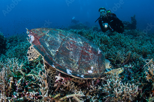 A hungry Hawksbill sea turtle, Eretmochelys imbricata, feeds on invertebrates on a reef in Komodo National Park, Indonesia. This reptile is a critically endangered species.