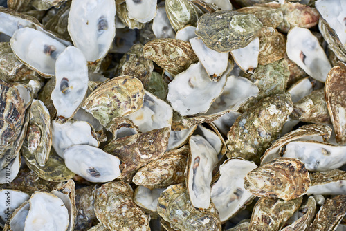 Oyster shells as a top view background. photo