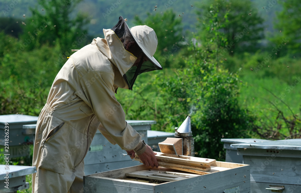 Beekeeper on apiary. Beekeeper is working with bees and beehives on the apiary. Beekeeper on apiary. Beekeeper is working with bees and beehives on the apiary.