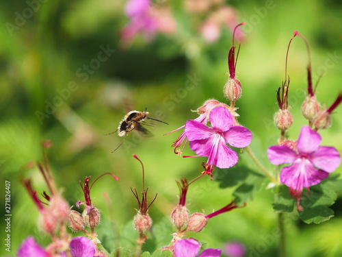 Wollschweber mit pinken Blumen und grünem Hintergrund. 