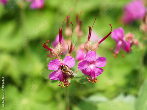 Biene auf einer pinken Blume. Rosa Blüten mit Bienen und grünem Hintergrund.
