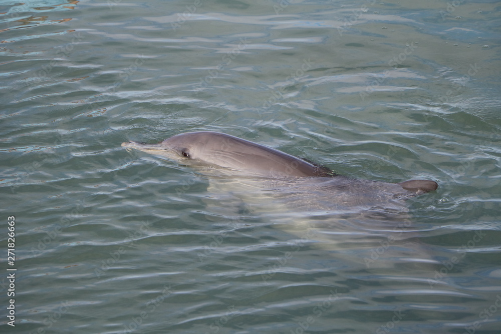 Fototapeta premium Bottlenose dolphin at Monkey Mia, Western Australia