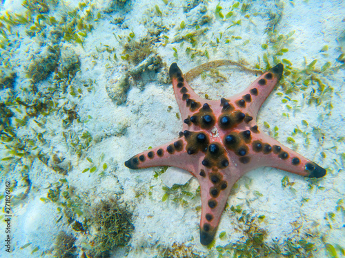 Orange starfish closeup on sandy sea bottom. Underwater photo of star fish in tropical seashore. Exotic island beach